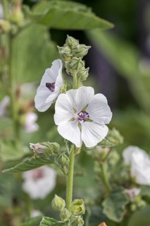 Marshmallow (Althaea officinalis)