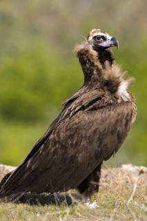 Cinereous Vulture (Aegypius monachus), Madrid, Spain