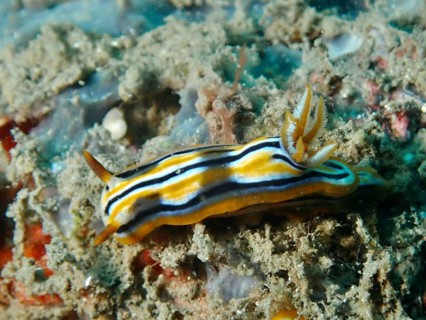 A striped nudibranch with vivid orange and black colours, Coleman's splendid star snail