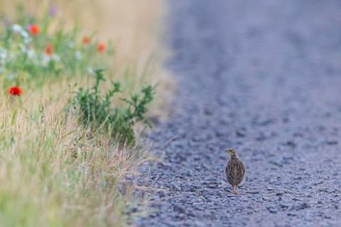 Grey partridge (Perdix perdix) lone young bird walking alone on a gravel path next to a flowering