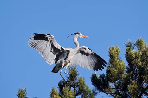 Grey heron (Ardea cinerea) landing in a pine tree, North Rhine-Westphalia, Germany