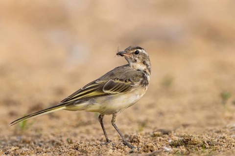 Western Yellow Wagtail (Motacilla flava) juvenile with an insect in its beak, North