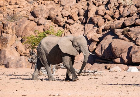 African elephant (Loxodonta africana), desert elephant, near the Hoanib River, Damaraland, Kunene