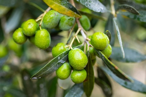 Olives ripen on the olive tree (Olea europaea), Tuscany, Italy