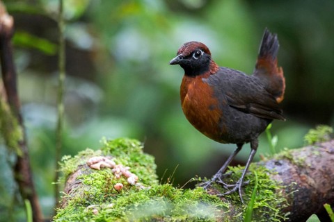 Rufous-breasted Antthrush (Formicarius rufipectus), Pichincha, Ecuador