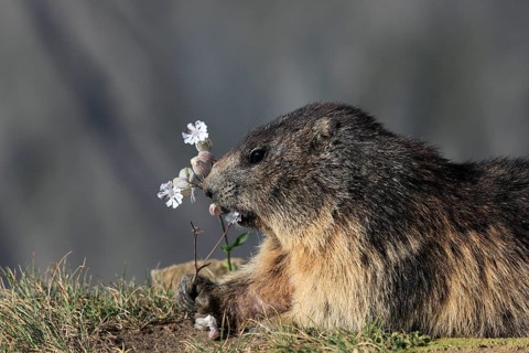 One adult Alpine Marmot, Marmota marmota, feeding on flowering herbs