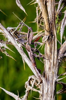 A brown praying mantis is cleverly hiding on a dry, spiny plant, a ghost mantis in a meadow near