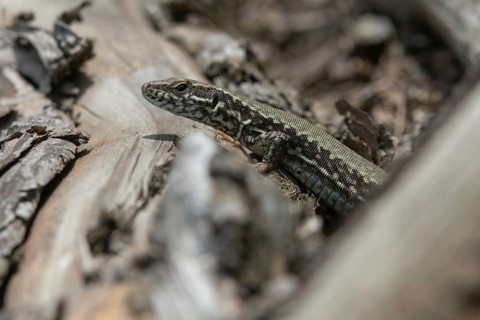 Common wall lizard, Podarcis muralis, reptilia, lizards