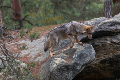 One young male eurasian gray wolf (Canis lupus lupus) running thru a forest with rocks and heather.