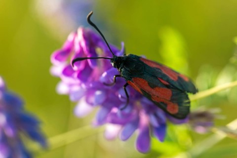 Thyme ram, transparent burnet, zygaena purpuralis, blood droplets, butterfly, insects, moths,
