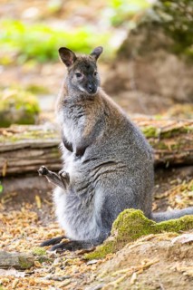 Tammar wallaby (Macropus eugenii) mother with her youngster on the ground in spring, Germany