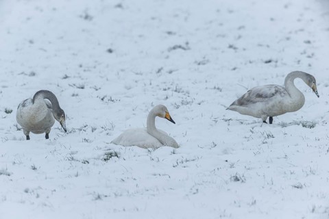 Whooper swans (Cygnus cygnus) in the snow, Emsland, Lower Saxony, Germany