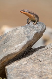 Short-necked skink, lizard, Sudan Mabuya, (Trachylepis brevicollis), Sudan Mabuya, lizard, reptile,