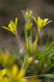 Field yellow star, field gold star, gagea villosa, golden star, liliaceae, lily family, flora,