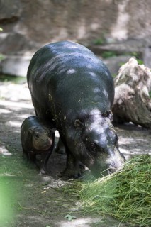 The hippo young Brštchen out and about with his mother. Born on May 9 and currently weighing around