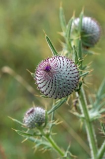 Asteraceae, Cirsium eriophorum, daisy, monk crown, woolly thistle, woolly thistle, thistle, flora,