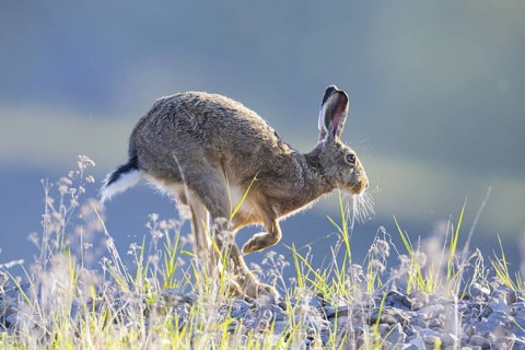 European hare (Lepus europaeus) Germany