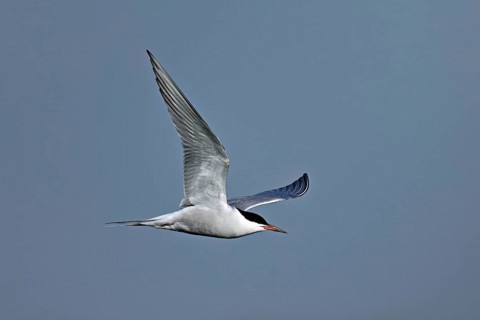 Common Tern (Sterna hirundo), in flight, Texel, West Frisian Islands, province of North Holland,
