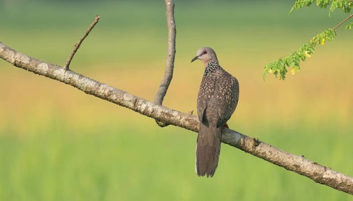 Spotted dove or eastern spotted dove (Spilopelia chinensis) on a tree branch, Sreepur, Gazipur,