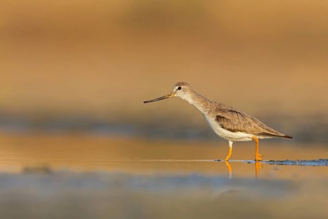 Terek sandpiper, (Xenus cinereus), animal, animals, bird, birds, snipe family, snipe, biotope,