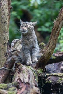 One young european wildcat, Felis silvestris silvestris, sitting on a branch of a dead tree. Green