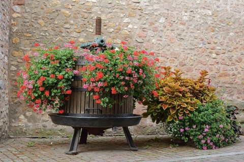Old wine press with blooming pelargoniums, Kientzheim, Kaysersberg Vignoble, Haut-Rhin, Alsace,
