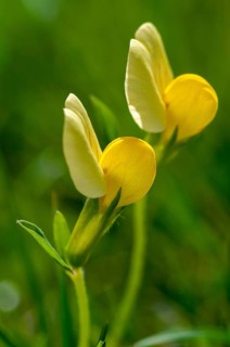 Fabaceae, yellow asparagus pea, butterflies, Sweden, asparagus pea, asparagus clover, asparagus