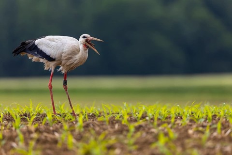 White stork (Ciconia ciconia), eating earthworm, farmland, Göggingen, Sigmaringen district,