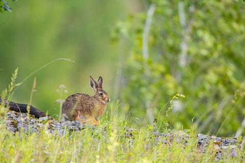 European hare (Lepus europaeus), juvenile, Germany