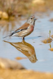 Acanthis cannabina, bloodtail, linaria cannabina, linnet, bath, bird bath, birds, high size,