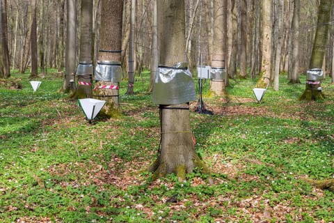 Outdoor laboratory, spring, Hainich, national park, Hainich national park, spring, investigations,
