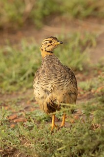 Coqui Francolin (Peliperdix coqui) male, Masai Mara, Kenya