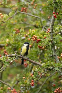 Great tit (Parus major) adult garden bird in a Hawthorn tree full of red berries, England, United