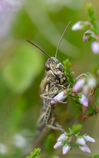 Acrididae, caelifera, field locusts, gomphocerinae, grasshoppers, short-feeler, nightingale