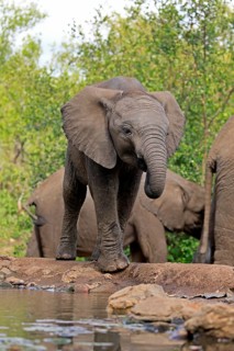 African elephant (Loxodonta africana), young animal, drinking, at the water, Kruger National Park,