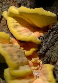Crab-of-the-Woods, egg porling, common sulfur porling, Laetiporus sulphureus, sulfur porling,