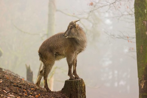 A female Himalayan Tahr (Hemitragus jemlahicus) stands in the forest on a foggy day