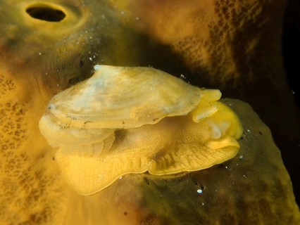 A small yellow sea snail, the golden sponge snail (Tylodina perversa), crawls on a golden sponge