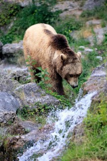 Eurasian brown bear (Ursus arctos arctos), adult, male, at the water, alert, in summer, Bavarian