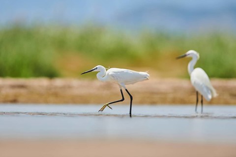 Little egret (Egretta garzetta) walking at the shore, hunting, sea, ebro delta, Catalonia, Spain