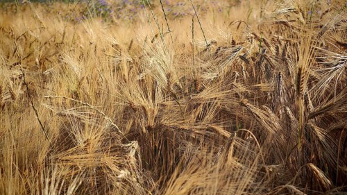 A field of ripe wheat (Triticum) with golden-yellow ears in summer, Frankenwald nature park Park,
