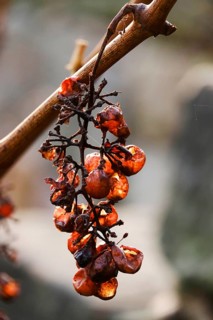 Grapes in late autumn, November, Saxony, Germany