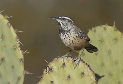 Cactus Wren (Campylorhynchus brunneicapillus), New Mexico, USA
