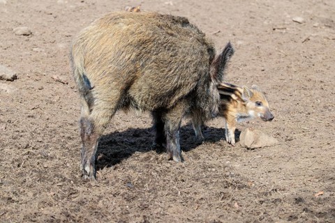 A wild boar (Sus scrofa) and a young boar search for food on a sunny day in a dry field. Bavaria,