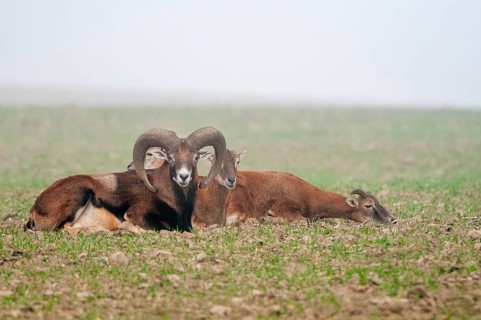 Artiodactyla, even-toed ungulate, mouflon, mouflon, mouflon, ovis gmelini musimon, cloven-hoofed,