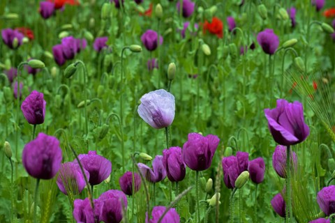 Field with poppies, red poppy (Papaver somniferum) and pink poppy, Bavaria, Germany
