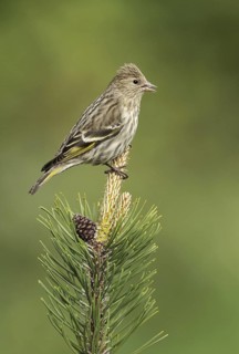 Pine Siskin (Spinus pinus), British Columbia, Canada