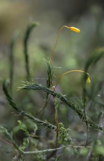 Women's hair moss, polytrichastrum formosum, polytrichum formosum, beautiful woman's hair moss,