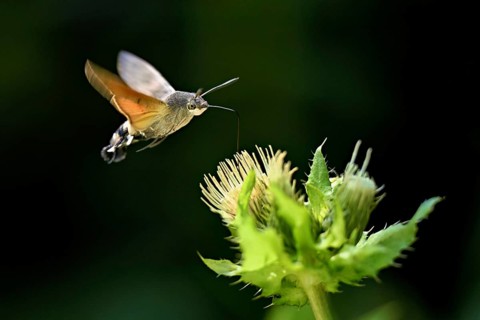 Dove's tail (Macroglossum stellatarum), flies on the flower of cabbage thistle (Cirsium oleraceum),
