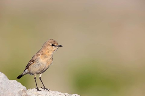 Isabelline Wheatear, (Oenanthe isabellina), biotope, habitat, foraging, animals, birds, songbird,